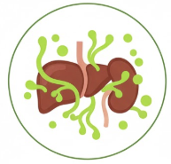Chlorophyll "Liver & Kidney Support"