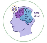 Liposomal Apigenin for "Sleep Architecture"