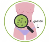 The "Meno-Belly" Hero: Lactobacillus gasseri