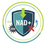 The "Absorption" Hero: Liposomal Delivery